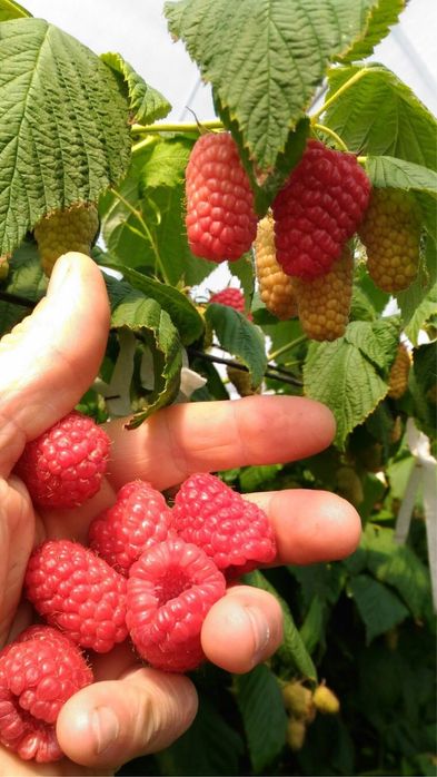 Елитен разсад малини и къпини.