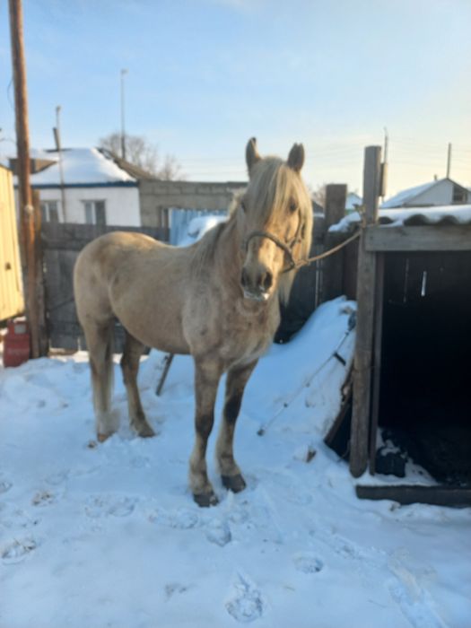 Продаётся Жеребец