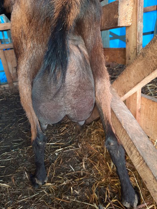 Tapisori anglo nubian  vârsta 2 luni