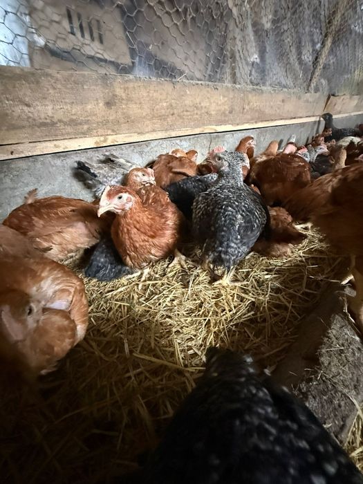 Puii albi de carne si puii rasa mixta