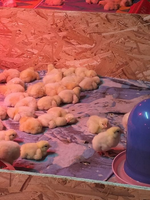 Цыплята бройлеры Росс 308