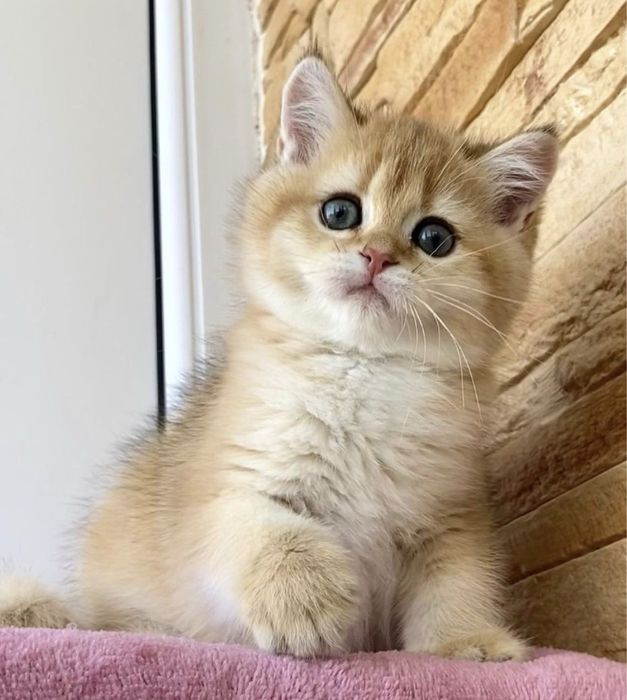 British shorthair băiețel