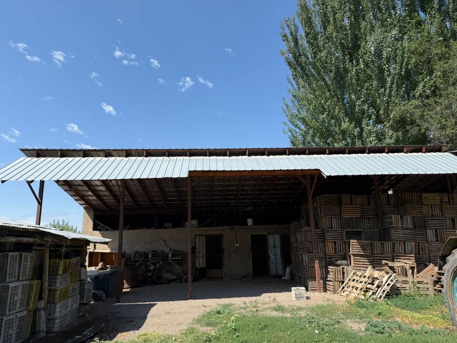 Продам яблоневый сад