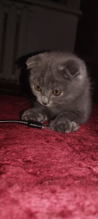 Йакинда олинган акилли