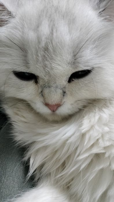 Кошечка персидской породы