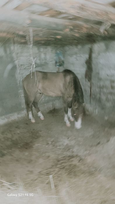 Айғыр сатылады үйір ұстайтын