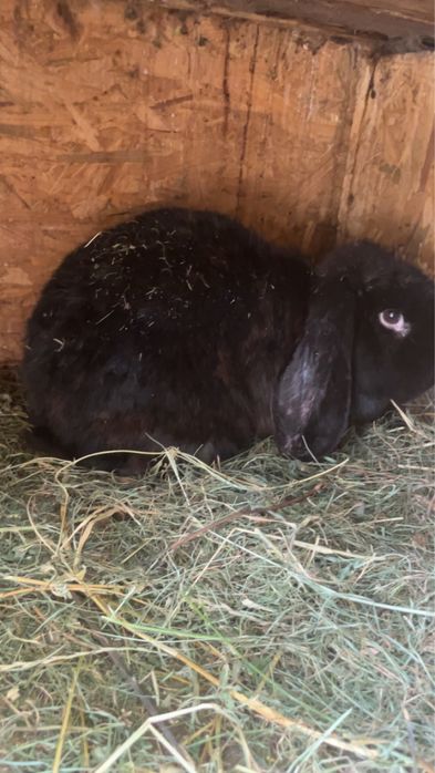 Vadnd femele berbec german