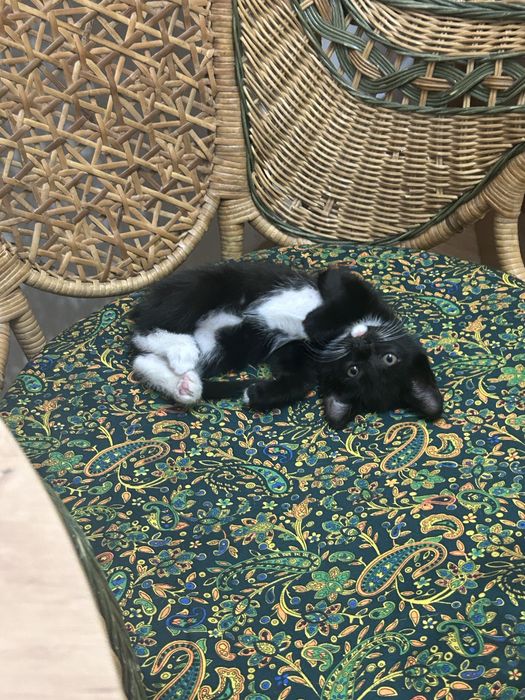 Ищу хозяина котенку