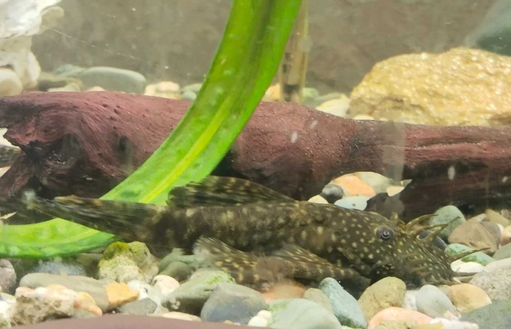 Анциструс взрослые самцы