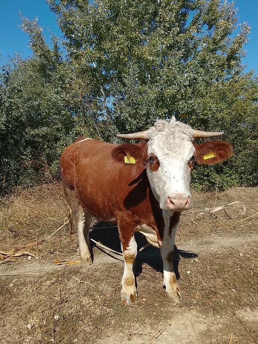 Vând junică gestanta și vitea