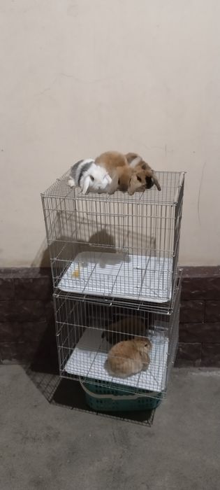Karlik quyon sotiladi
