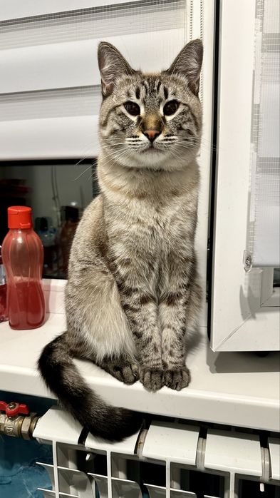 Отдам Кота Бесплатно в Заботливые руки