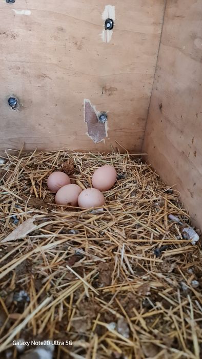 Куры разных породы