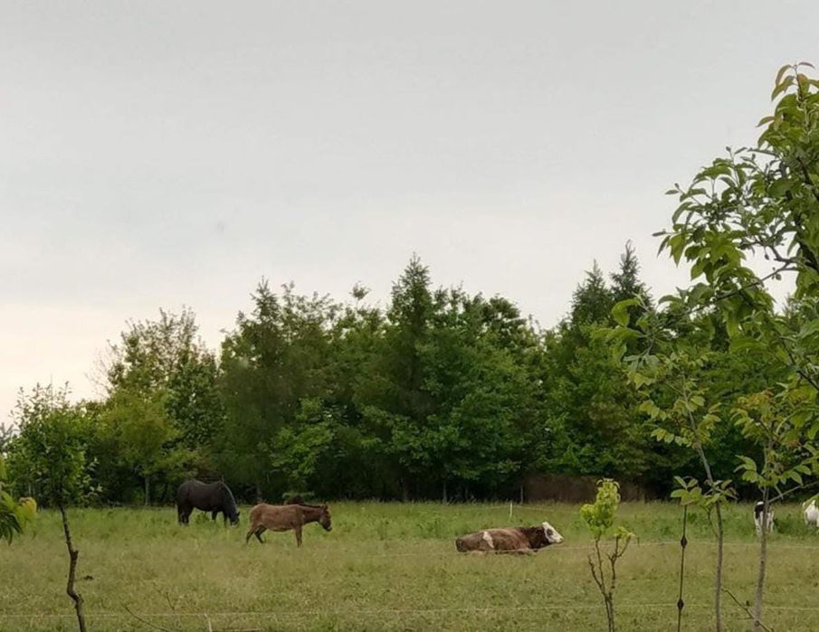 Teren Botiz intravilan