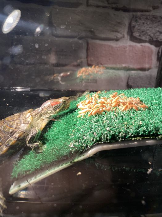 Красноухие черепахи