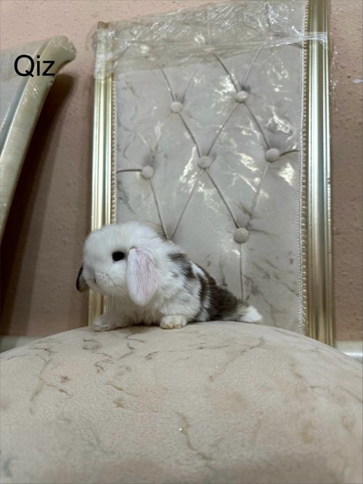 “O‘zbekistonda kamyob, Minilop Splint quyonlari – Premium daraja