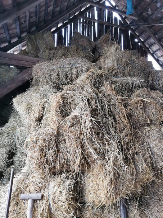 Baloti lucerna depozitati in sura