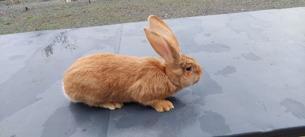 Mascul uriaș galben