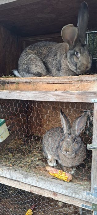 Vand Iepuri Urias German