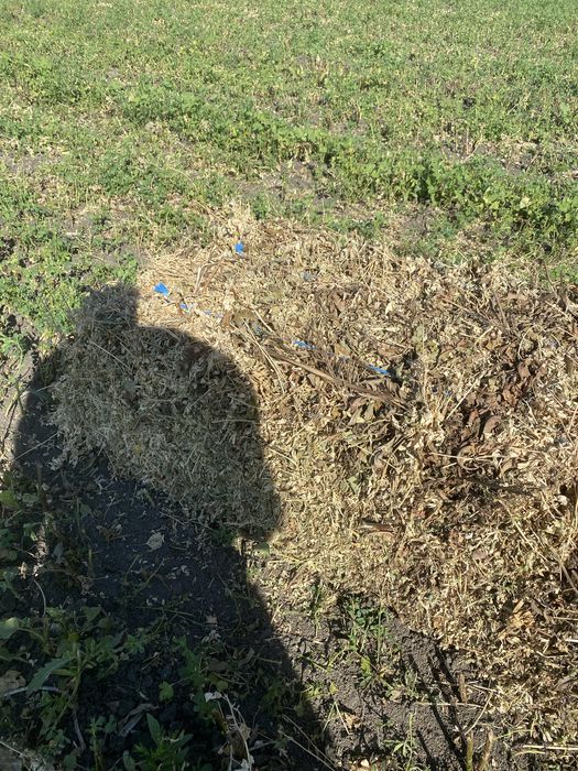 Baloti lucerna coasa 2 si 3