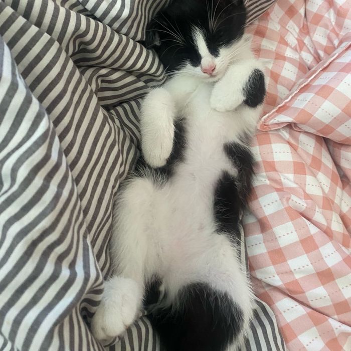 Актобе! Отдаем двух котят бесплатно!