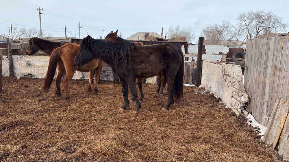 Продам 6 кобыла, 6 бие сатылады, торг бар