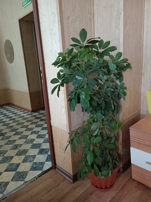 Срочно продам Домашние цветы