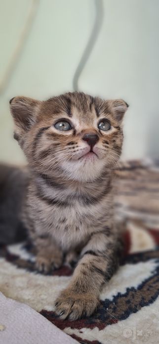 Шотландский котята