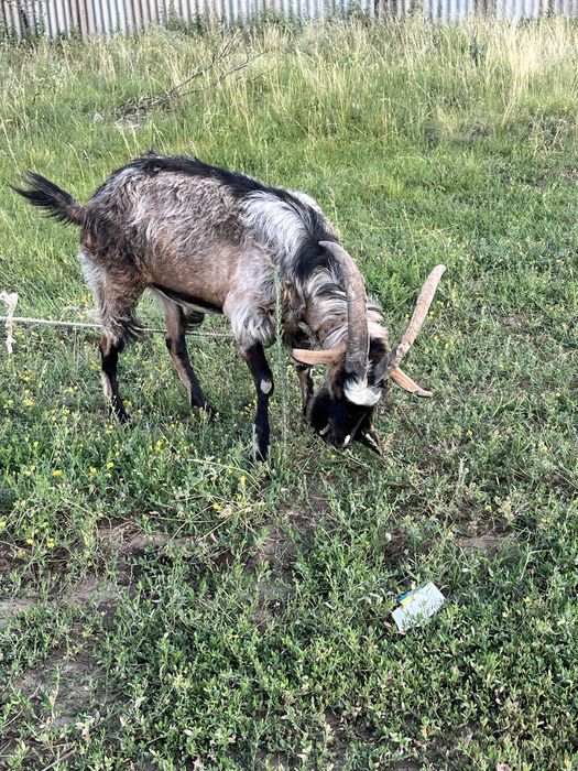 Альпийский козел . Обмен
