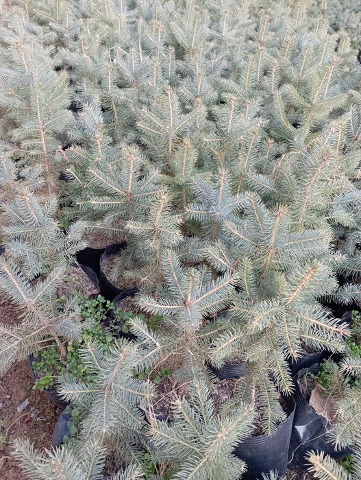 Голубой ел сорт Костер