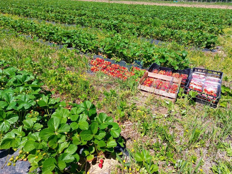 Stoloni capsuni Amandina
