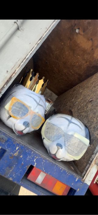 Ayiqlar sotiladi optom