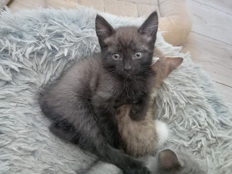 Отдам котят в добрые руки