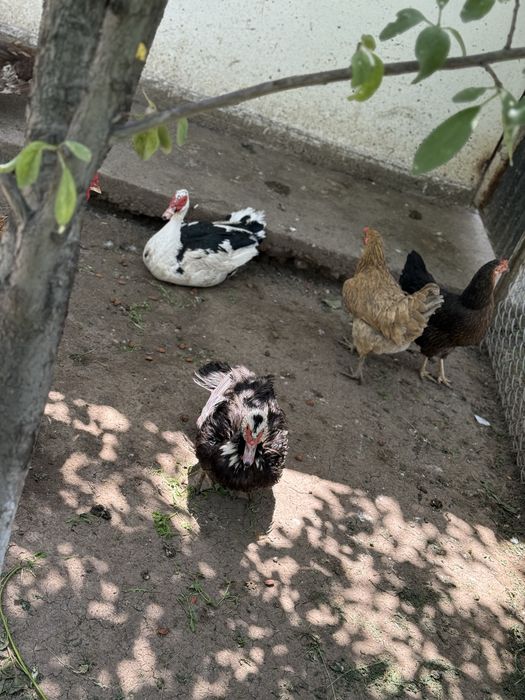 Продам домашнюю птицу