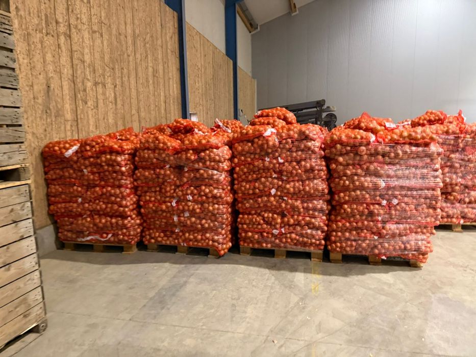 Ceapa nouă 10kg 2025