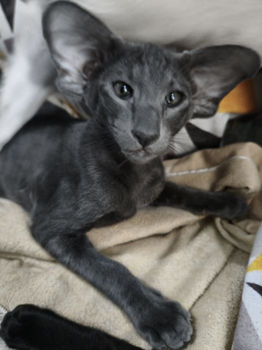 Ориентальный котёнок экстрим