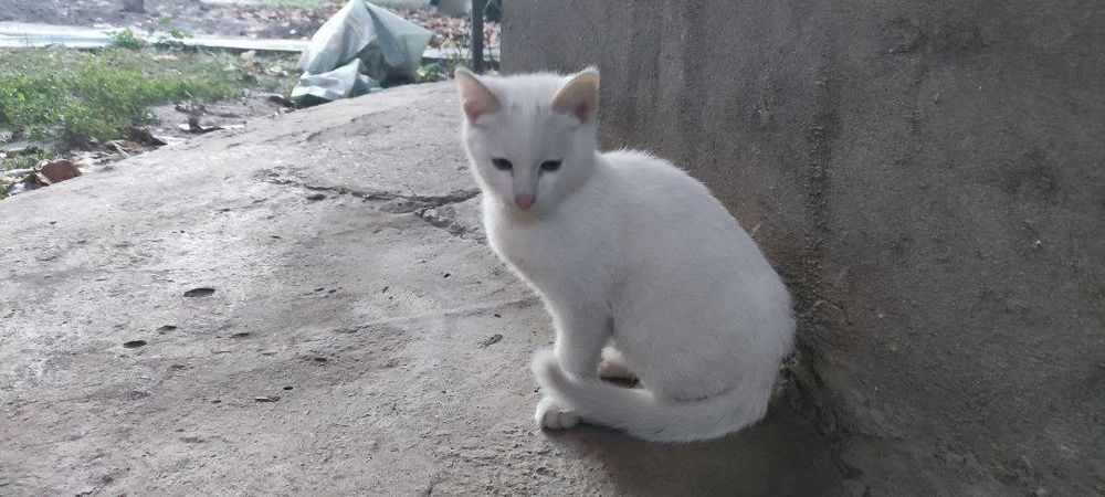 Снежок ищет семью