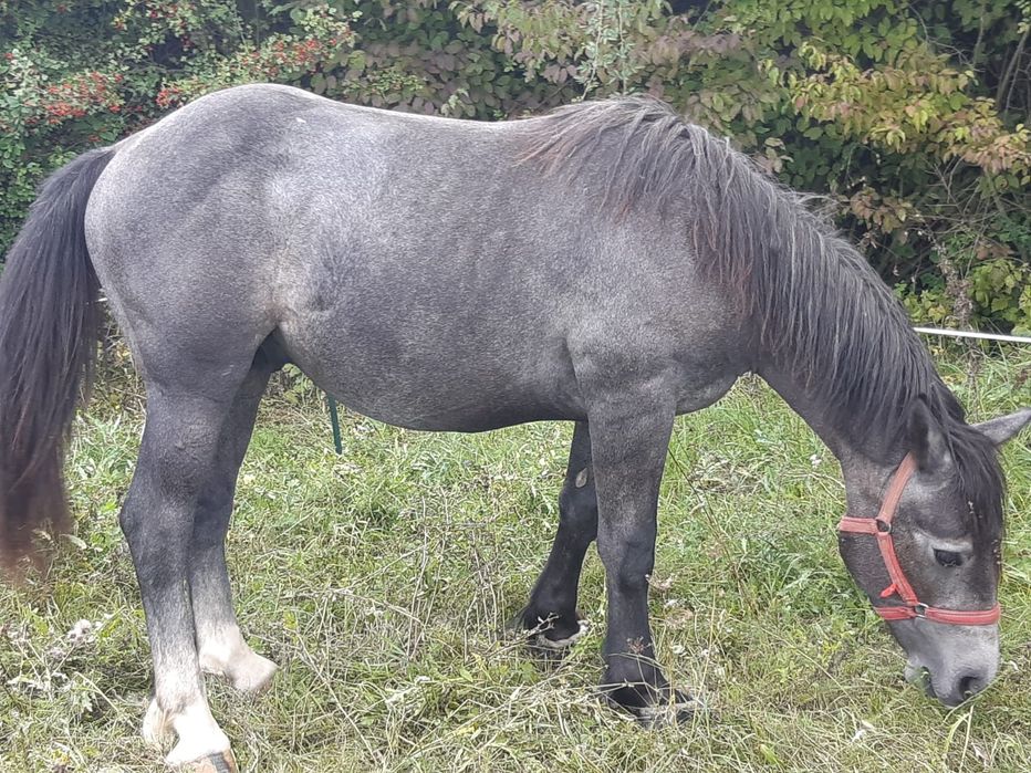 Vand manz de un an si 2 luni manzu nu are nici un defec