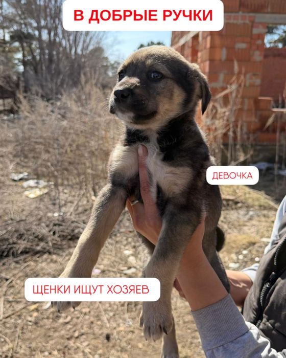 Отдам щенка в добрые руки