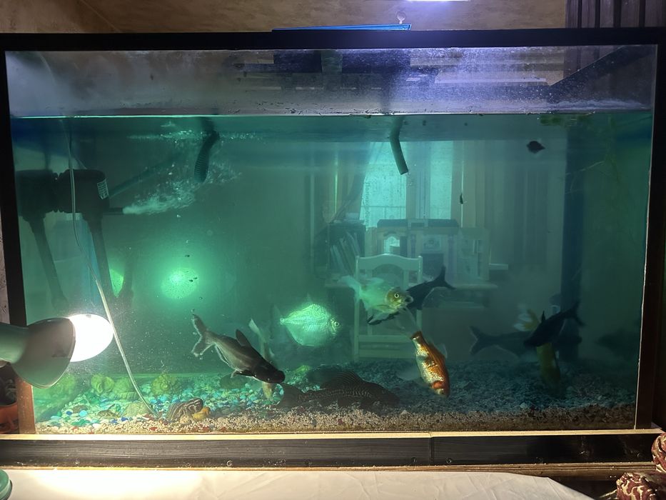 Аквариум с рыбами и декорациями
