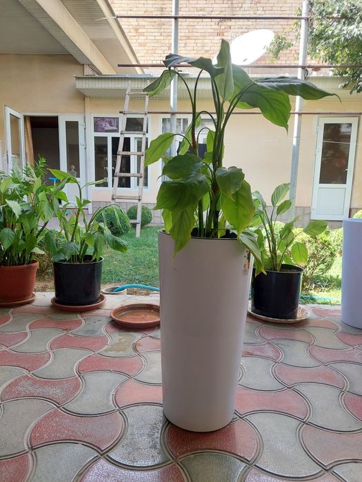 Maktab uy ofis uchun ideal gul aglanema