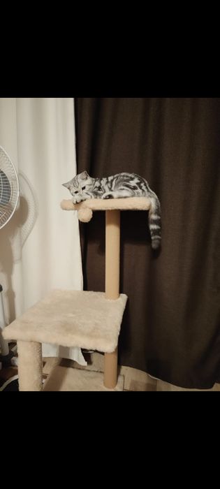 Прямоухие девочки шотландской породы