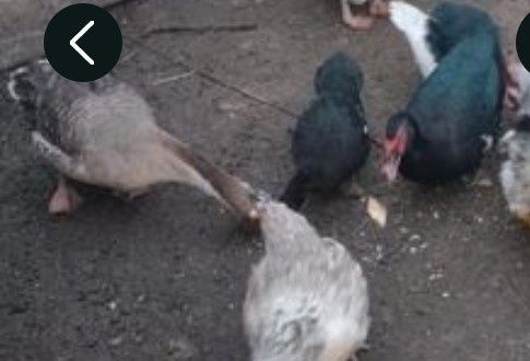 rate mute și gâște