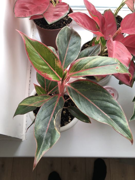 Цветы для дома.