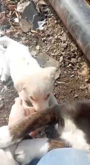 Щенки ищут дом! Срочно!