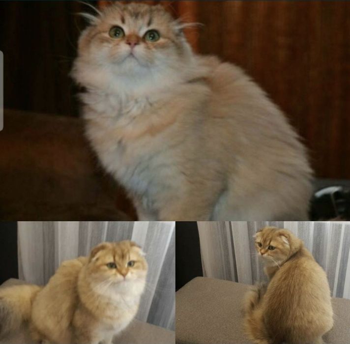 Кошка золотая шиншилла