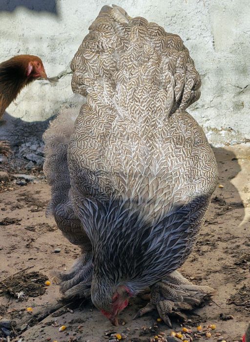 Vând cocoși Brahma Silver Orange