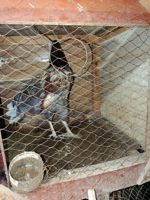 Xoʻroz sotiladi yosh xali