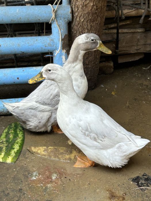 Продаю утки пара