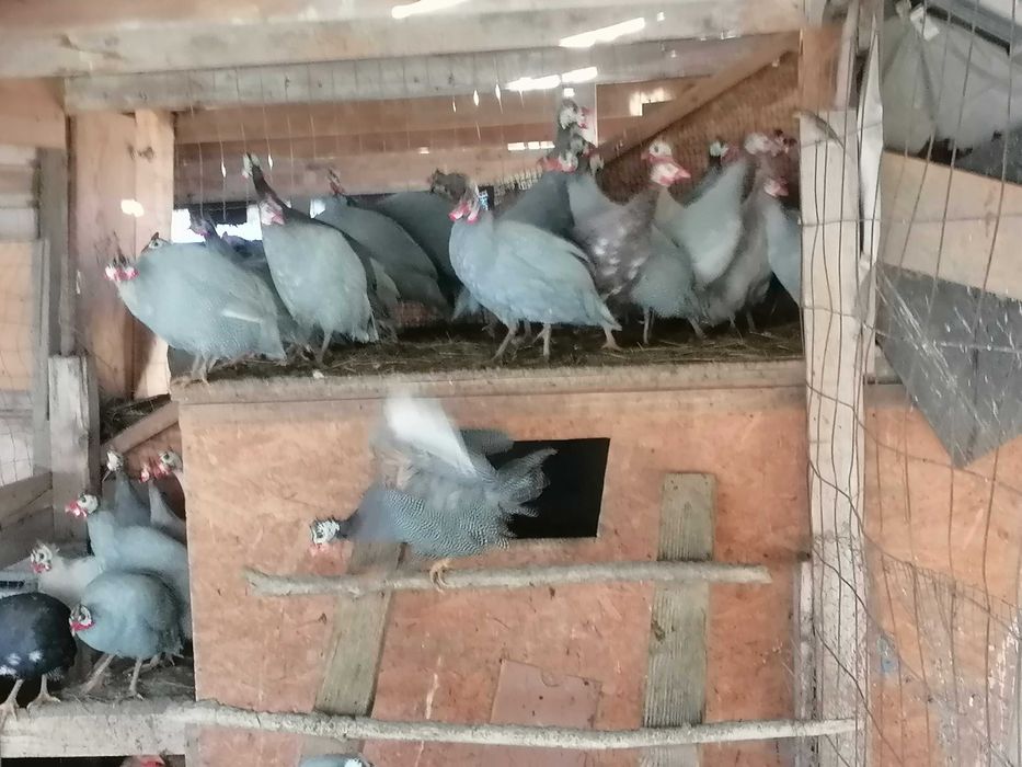 Bibilici (pichiri), gâște, rațe de vânzare.